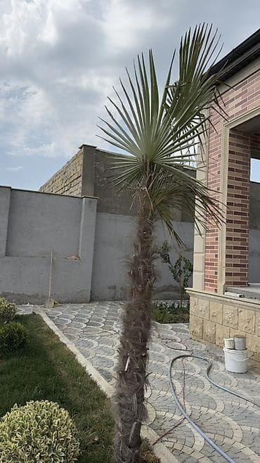 bezek bitkisi: Dekorativ xurma/palma ağacı – fan formalı yarpaqlar - Növ: Fan — 2
