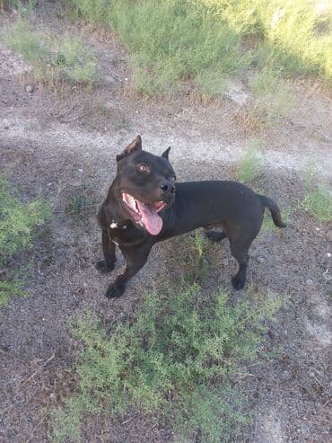 itlər pitbul: Pitbul, 2 il, Erkek — 4