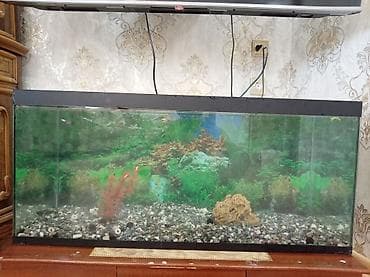 filter akvarium: Böyük ölçülü şüşə akvarium Balıqla birgə satılır balıqlar 50 dən — 2