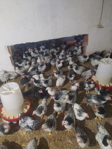 Коровы, быки: Курица, Broyler, Для мяса, Бесплатная доставка — 1