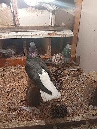 Птицы: Məhsul: Ev quşları – göyərçinlər (müxtəlif rəng və naxışlarda) — 2