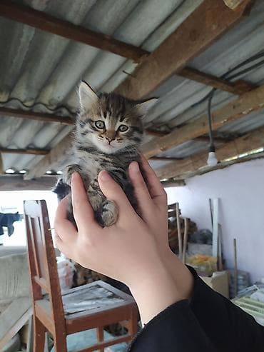 itlerin satisi ve qiymetleri: Yaxşı əllərə — 2