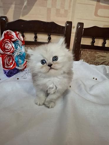 shotland pişik: Fars, Dişi, Ünvandan götürmə — 7