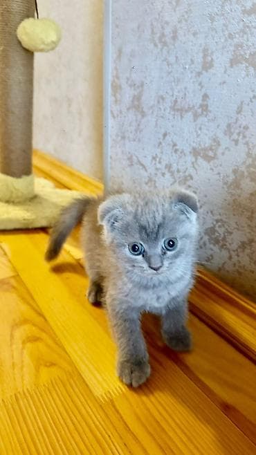 pişik boyunbağı: Şotland — 3