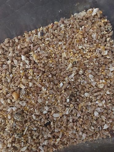 dovsan yemi: Heyratı yemi qarışığı kişmiş qoz noxud yumurta proteyin qarışığı bal — 2