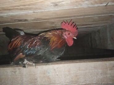 bakida cins ineklerin satisi: YAPON : Xoruz reyal alıcı yaşın 15azndi Təsvir:hem ucuz həm 1ilk — 2