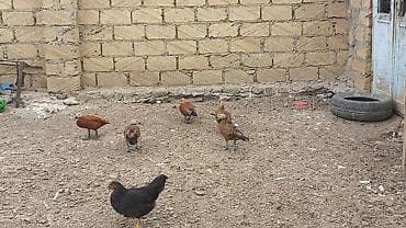 Satılır: Ruddy shelduck (qızılı ördək) dəstəsi - Növ: Tadorna — 1
