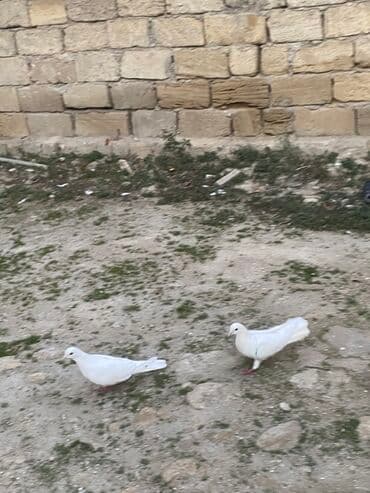 əbabil quşu qiyməti: Hamsin bir yerden. Satirlir 60 azen hamsin cutun — 4