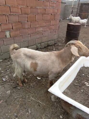 Inəklər, öküzlər: Keçilər dəsti satılır – ümumi 6 baş • 1 baş hələpnən × sanen dönməsi — 2