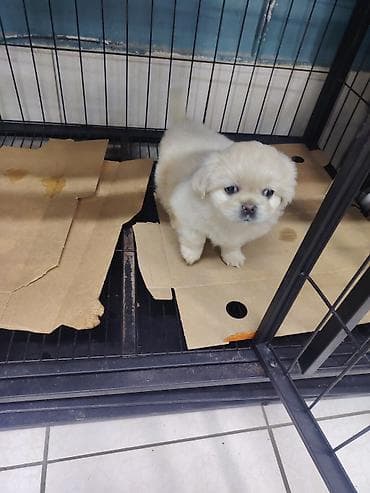 itlə: Pekines — 2