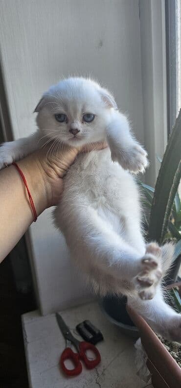 Şinşilla, Erkək, Yaxşı əllərə, Ünvandan götürmə, Ödənişli çatdırılma