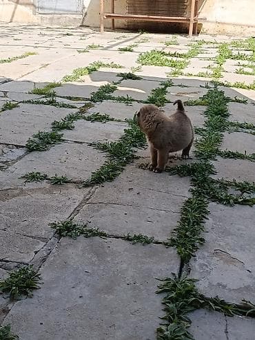 it pulsuz: 1 ay, Erkek, Peyvəndli — 3