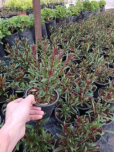 heyet gulleri ve adlari: Məhsul: Bəzək kolları və çoxilliklər – saksıda Təsvir: - Hər biri — 2