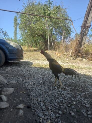 кокер спаниель баку: Xoruz, Heyratı, il: 1, Ünvandan götürmə — 3