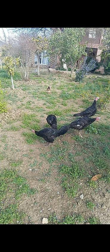 gəncə toyuq satan: Türki (hind quşu) sürüsü və kənd toyuqları - Növlər: yerli kənd — 5