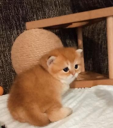 Quşlar: Qızıl şinşilla, Erkək, Yaxşı əllərə, Ünvandan götürmə — 4