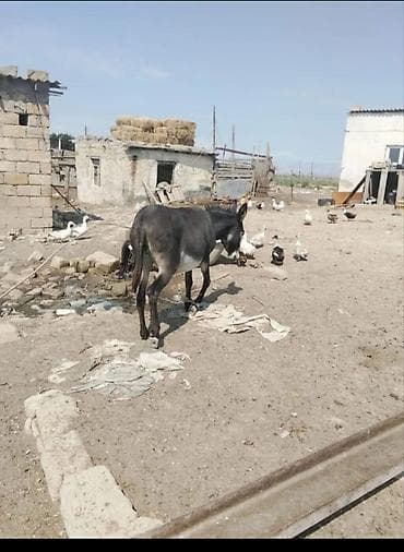 keçi dişi: Satılır ciddi alıcılar yazsın cavab veriləcək qiymətdə cüzi endirim — 5