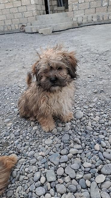 itlərin təlimi: Bolonka, 3 ay, Erkek, Peyvəndli, Ünvandan götürmə — 3