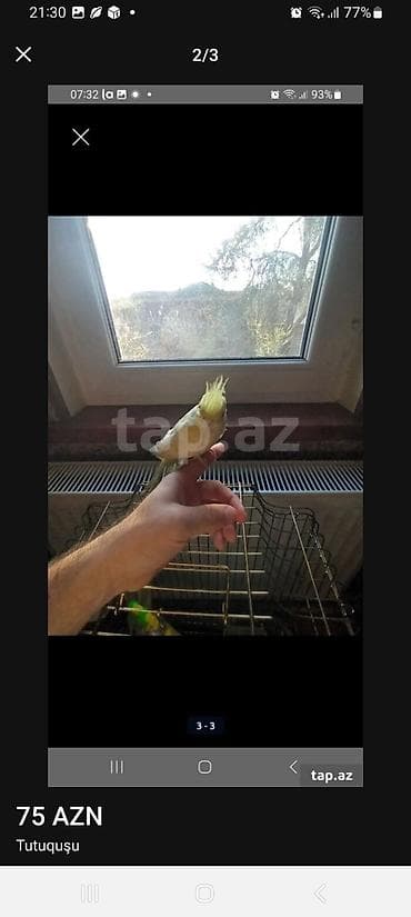 toyuq novleri: Növ: Nimfa tutuquşusu (Cockatiel) Rəng: Açıq sarı (Lutino), yanaqlarda — 2