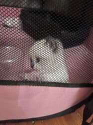 pi̇şi̇k: Şinşilla, Erkək, Dişi — 3