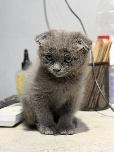 şotland pisik: Şotland — 4