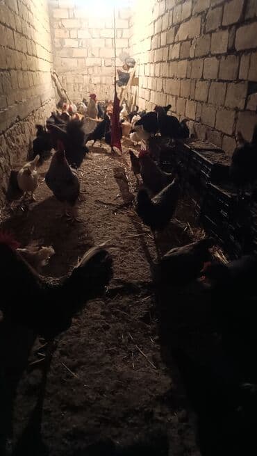 fizan toyuqlari: Toyuq, Yumurtalıq — 6