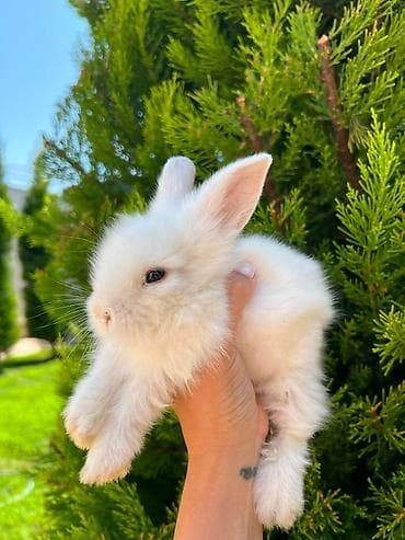 dovşan adları: Salam əziz dostlar, bizdə hər növ dovşan var. Bunlar dovşanların öz — 3