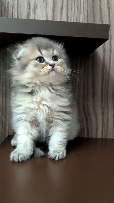 şinşıla: Tam sağlam uzun tüklü sinşilla bala. böyüdükcə tük örtüyü daha gözəl — 2