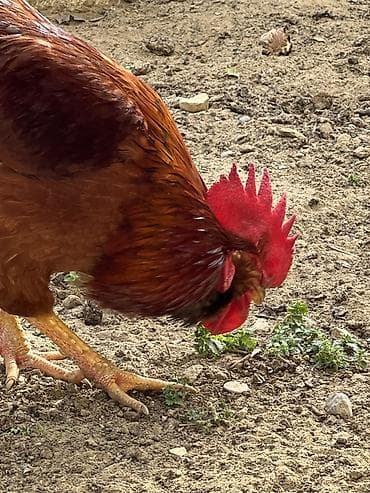 Mal-qara: Salam uzun sakgallı kend xoruzu cavan bir illik xoruzdu tam — 3