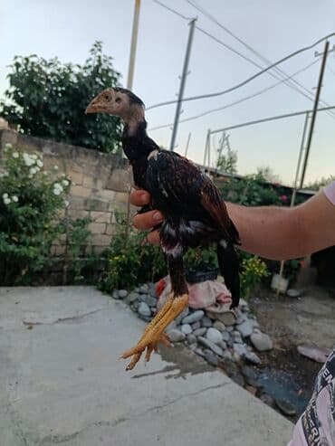 cins inekler azerbaycanda: 3 aylıq sağlam beçedi iyne derman hamsı qulluq olunub vatsap aktivdir — 2