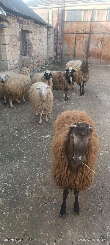 Satışda: qoyun sürüsü - Növ: yerli merinos qoyunlar (quzu və ana