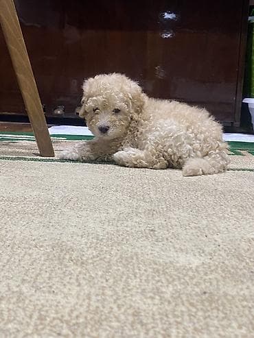 itlerin satisi 2021: Pudel, 4 ay, Erkek — 3