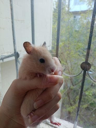 etibarli ellere it: Xamyak,Uşaqları telefondan ayırıb canlılara qarşı məhəbbət — 7