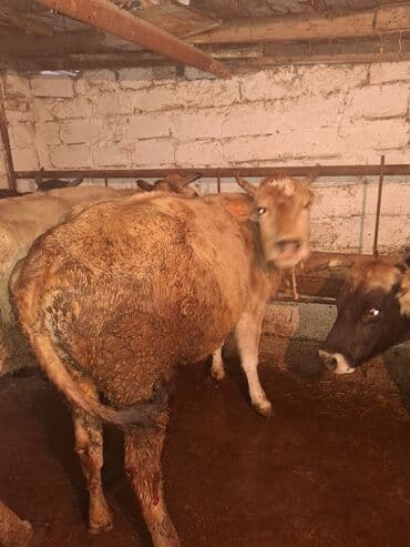 Qoyunlar, qoçlar: Məhsul: Mal-qara (inək) qisir inekler 1650 den deyirem Təsvir: - — 1