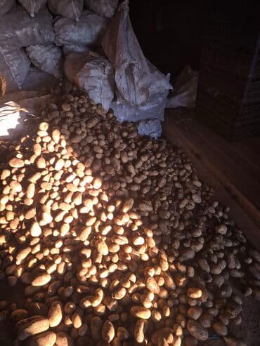 Готовые блюда, кулинария: Məhsul: Təbii təsərrüfat kartofu Təsvir: - Yerli təsərrüfatdan — 2