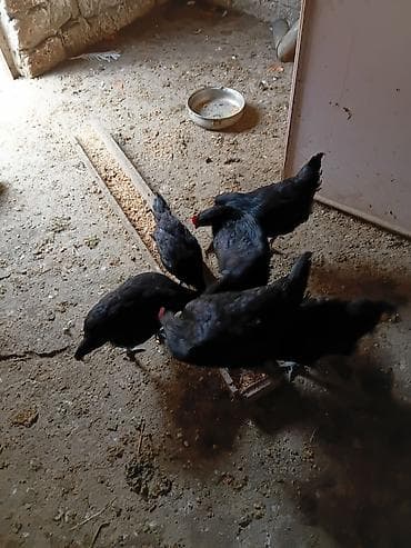 Avstralorp cinsindən 5 fere 2 xoruz 4 ayligfilar temiz cinsdi -