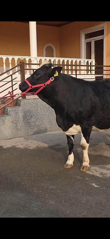 tap.az qaz: 8.10 güne dogacaq birinci qarina dogacaq bu cavan heyandi — 8