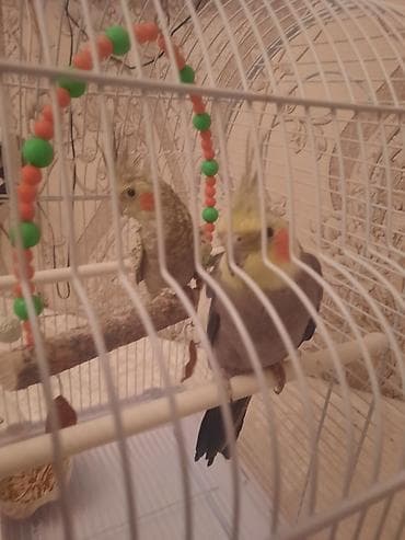 rəngli quşlar: Erkek tiwidir qefesle birnuerde verlir Nimfa (Cockatiel) cütlüyü və — 3