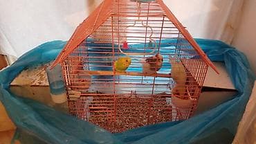 sultan quşu: Hamsı 3 quş 2 qefes 2 yuva yem qabı su qabı herşey hamsı 50 m tecili — 2