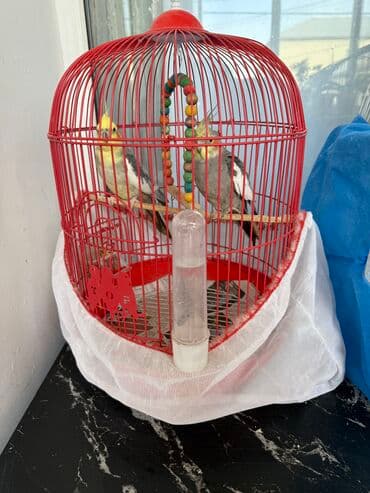 bugdanin qiymeti: İki erkek korella bir cüt mehebbet quşu satılır Qiymet razılaşma — 2