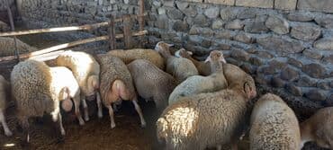 cins inekler: Kök erkək quzular dini çəkisi 37 kq dan 49kq ya qədər üiymət 8 — 3