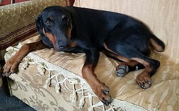 i̇tlər doberman: Doberman, 2 il, Dişi, Peyvəndli, Ünvandan götürmə, Pulsuz çatdırılma — 3