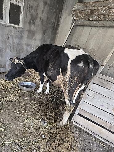 sort inəklər: 11letir südü var cavan maldi — 4