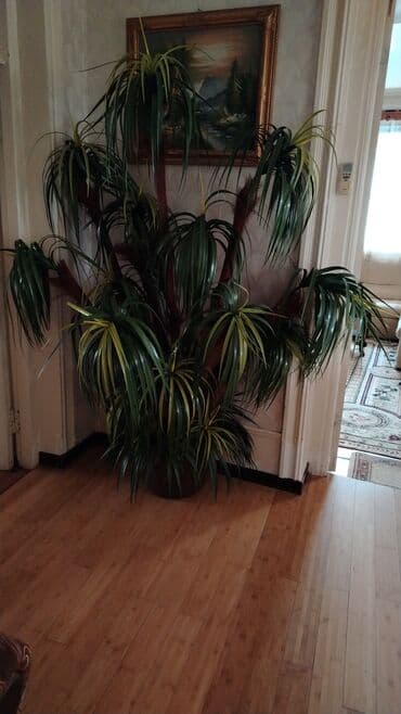 Böyük dekorativ otaq bitkisi – tropik üslubda süni palma. - Material