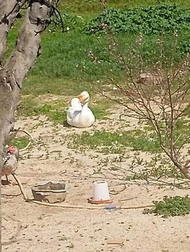 Ağ qaz satılır. 50 - Yerli təsərrüfat quşu, açıq həyətdə saxlanılıb