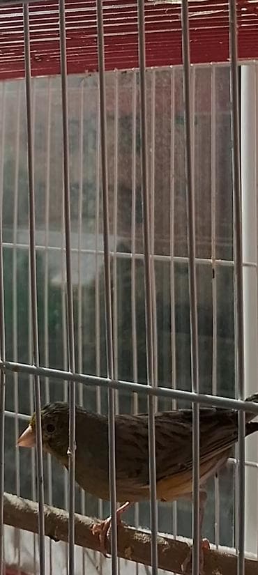 alabaxta quşu: Erkək quşlar satılır — 2