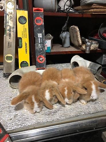 dekarativ heyvanlar: Karlik sallag qulaq balalari Rəng: qızılı-krem və ağ ləkəli Tam — 1