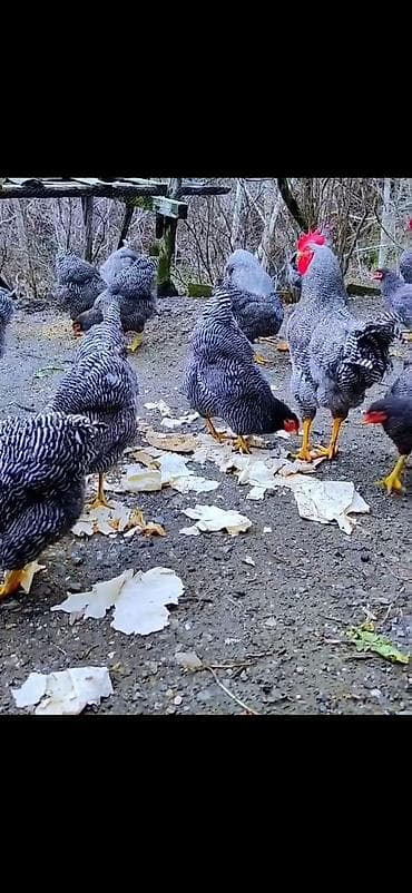 inek quba: Toyuq, Damazlıq — 2