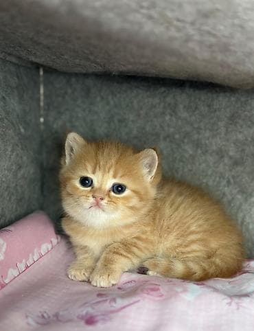 Pişiklər: Britan yastı qulaq, Erkək, Dişi — 4