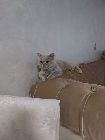 Heyvanlar üçün mallar: Britan, Yaxşı əllərə — 3